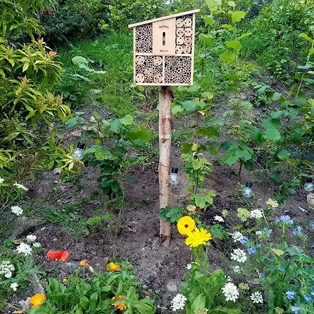 The Old House At Belfield *