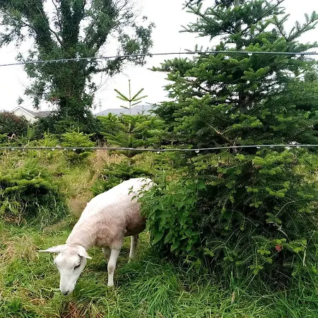 The Old House At Belfield Casa de Férias Tralee