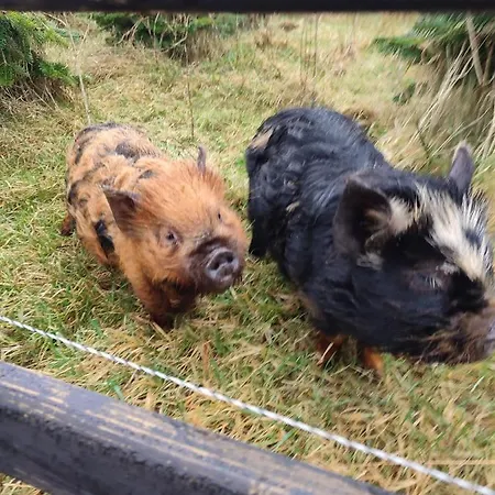 Casa de Férias The Old House At Belfield Tralee