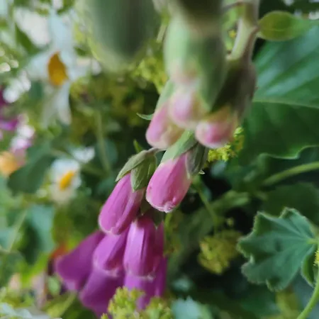 The Old House At Belfield *