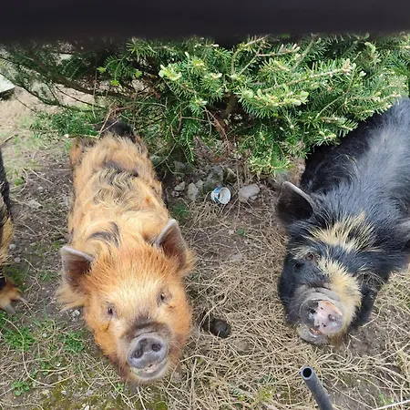 The Old House At Belfield Tralee