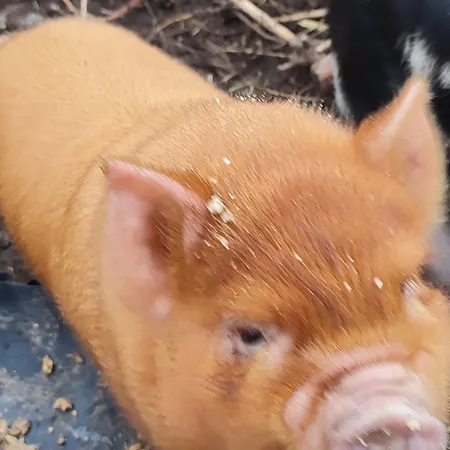 The Old House At Belfield Hébergement de vacances Tralee