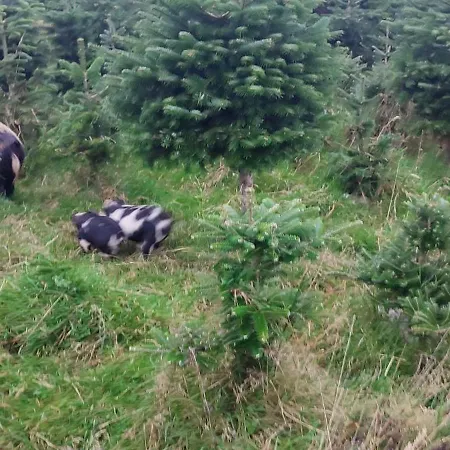The Old House At Belfield Casa de Férias