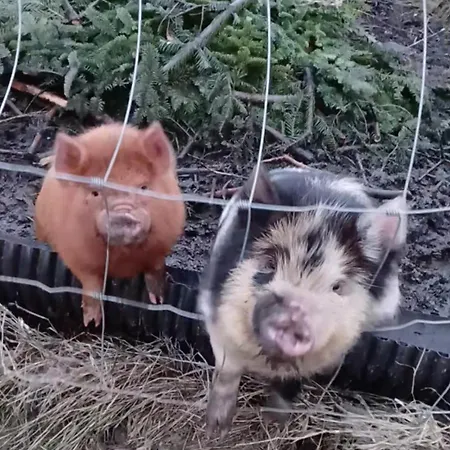 The Old House At Belfield