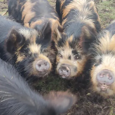 The Old House At Belfield Tralee