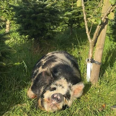 The Old House At Belfield * Tralee