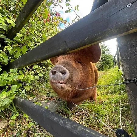Casa de Férias The Old House At Belfield *