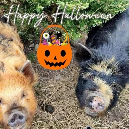 Hébergement de vacances The Old House At Belfield Tralee