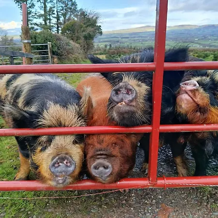 Сasa de vacaciones The Old House At Belfield Tralee