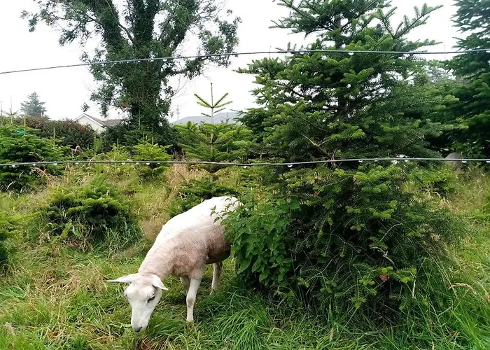 The Old House At Belfield Сasa de vacaciones Tralee