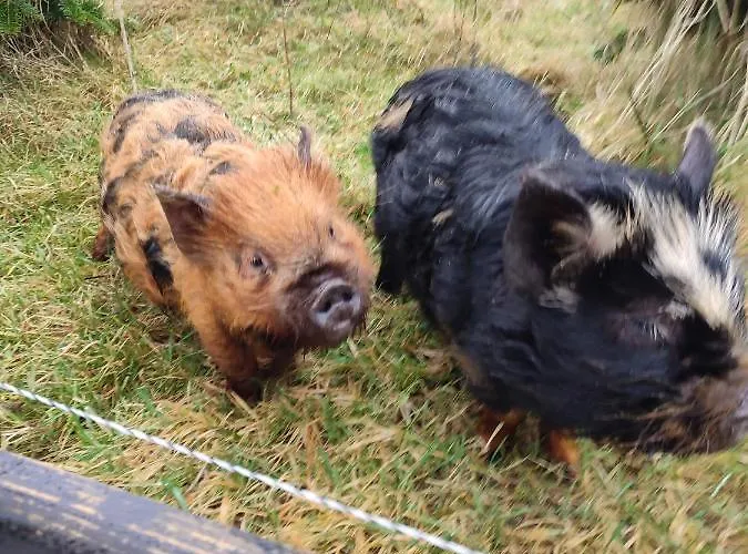 Сasa de vacaciones The Old House At Belfield Tralee