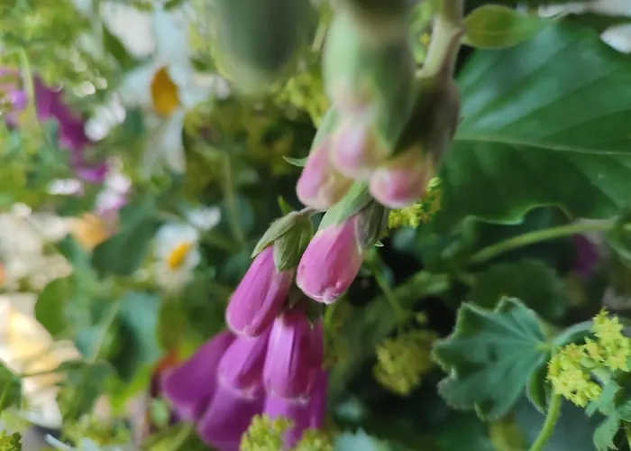 The Old House At Belfield *