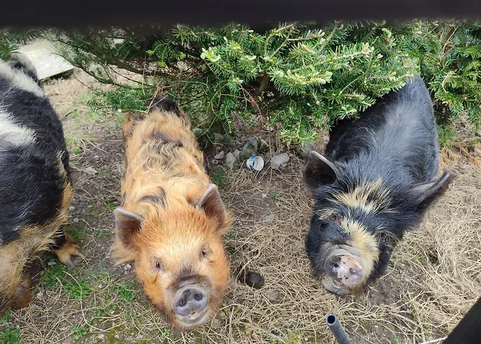 The Old House At Belfield Tralee