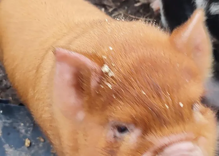 The Old House At Belfield Сasa de vacaciones Tralee