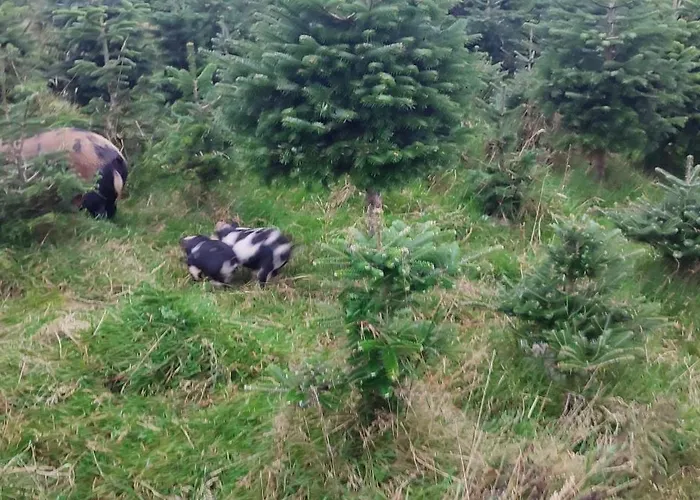 The Old House At Belfield Сasa de vacaciones