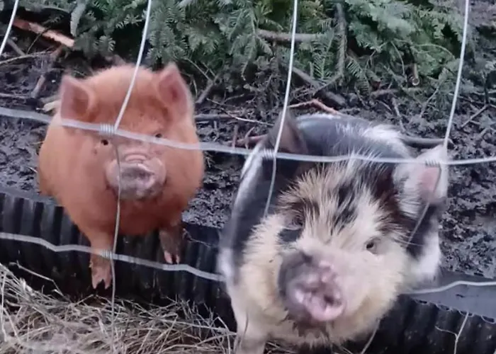 The Old House At Belfield