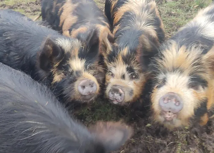 The Old House At Belfield Tralee