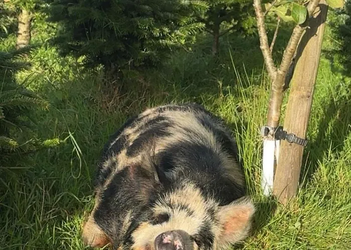 The Old House At Belfield * Tralee