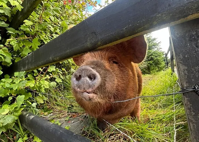 Сasa de vacaciones The Old House At Belfield *