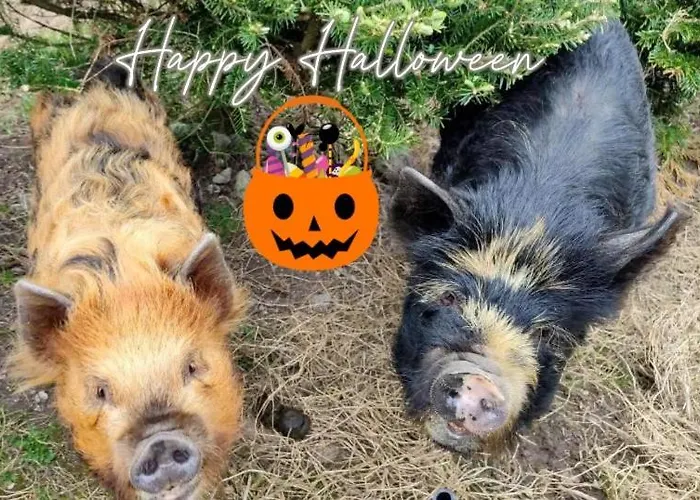 Сasa de vacaciones The Old House At Belfield Tralee