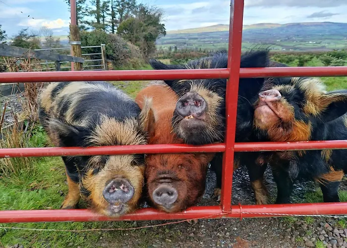 Сasa de vacaciones The Old House At Belfield Tralee